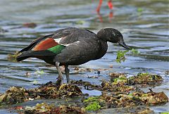 Paradise Shelduck